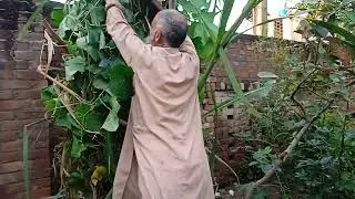 Sugar cain اتنے لمبے لمبے گنے 