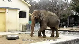 【異常行動】常同行動ーゾウの姫子の心の苦しみー（姫路市立動物園）