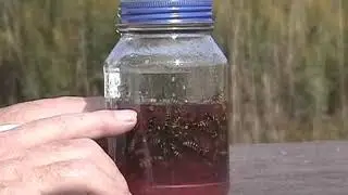 The Bee Works - Beekeeping Collection - 2005 Part 2. Summer to Winter. Пчел-во лето-зима. Англ. Яз