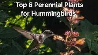 Top 6 Perennial Plants for Hummingbirds in the Garden. National Pollinator Month. Part 1