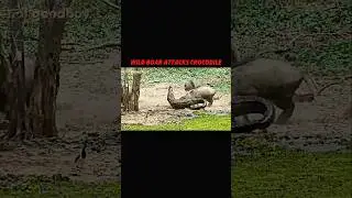 Crocodile chooses wrong opponent ☠️ #trending #animals #wildlife #crocodile #wildboar#shorts#youtube