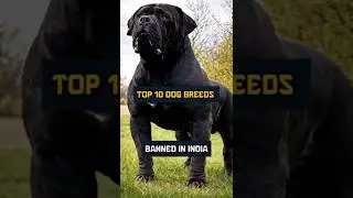 Топ-10 пород собак, запрещенных в Индии #собака #короткометражкинаYouTube #животные #домашниеживо...