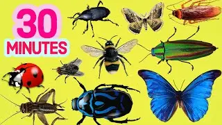 30 MINUTES Learn INSECT NAMES in English for BEGINNERS