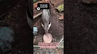 Cool Mornings with Salvador the Giant Anteater