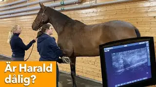 Följ med till veterinären!