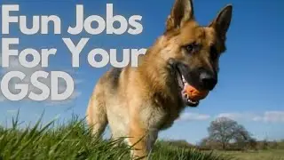 7 Fun Ways To Supercharge Your German Shepherd's Daily Routine