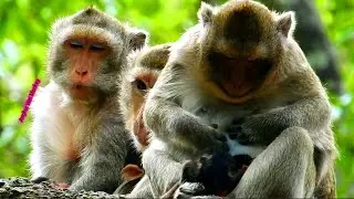Weakness newborn baby monkey Clora sleeping well on mom