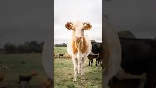 Behind the scenes of a cow farm photoshoot using the Rayban Meta glasses. #shorts #animals #farmlife