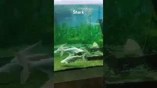 Albino iridescent shark