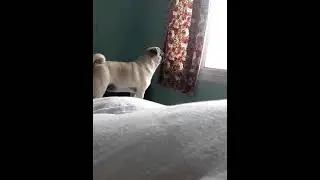 Pug Pogomati sniffing
