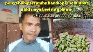 PROSES PEMBENIHAN KOPI ARABIKA YANG SALAH AKIBATNYA BIBIT TUMBUH MELAMBAT & KERITING