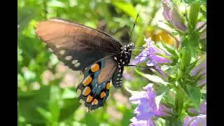 Pipevine Swallowtail Butterfly @ 1/4 speed 
