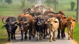 Funny buffaloes and cows eating in the pasture - Buffaloes and cows mooing - Buffalo and cow video