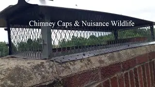 Chimney Caps & Nuisance Wildlife | Good for Chimney & Animals