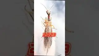 2022 snakefly and 5000bce snakefly || lion of 5000bce ||#ytshorts ||#shortvideo#viral #viralvideo