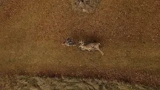 Mature Midwest Whitetail Buck Down