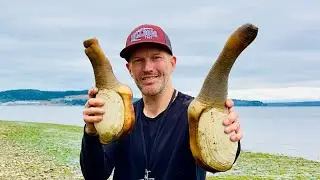Digging for a deep big geoduck.