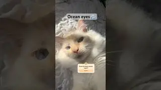 Comment down below. #eclairsdacat #catsofyoutube #catmemes #shorts #viral