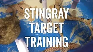 Yellow Stingray Target Training