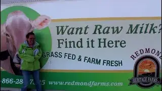 Heritage farm dairy cows