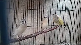 Parents raised chicks
