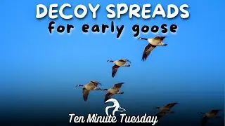 Decoy Spreads for Early Goose
