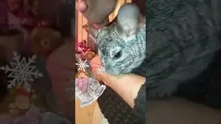 Пушистый комок дома 🤗🧶 #МИЛОТА #ШИНШИЛЛА / #няшное #chinchilla #shorts