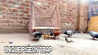 How to make Hunting trap for Pigeons with wooden net!
