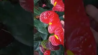 වටිනම වර්ග අඩුම මිලට 0772448684