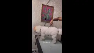 no matter what the dogs will dog #doggroomingcommunity #grwm #bestfriend