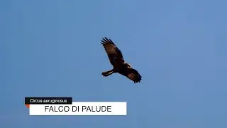 Il Falco di Palude