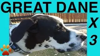 How to make GREAT DANES FOOD- RAW MEAT KIBBLE BLEND - DIY Dog Food by Cooking For Dogs