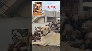 #dog #toys #rating #dogtoyrating #reels #cute #labrador #puppy #funny #cartoon