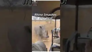 THE RHINO HIT THE JEEP #RhinoAttack #SafariShock #CaughtOnCamera #ViralShorts