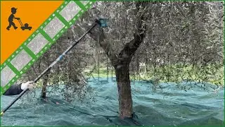 Campagnola Pneumatic Carbon Extension Pole- Telescopic pole 200-330 cm - Customer's video
