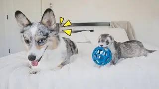 Sneaky Ferret Steals Ball From Corgi!