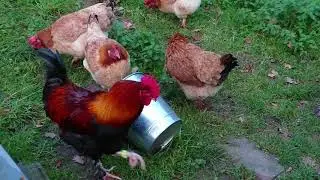 Marans froment