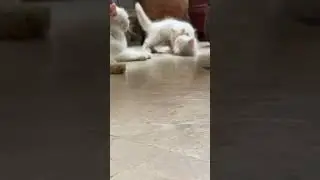 #bollywood #love #song #cat #munchkinfold #cutecat #adorably #cuteanimal #universalcattery #kitten