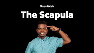 The Scapula: the shoulder blade made easy