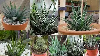 How to care for Haworthia zebra plant |Tips for growing Haworthia succulent