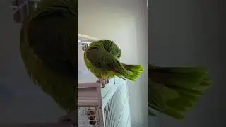 Freedom the Parrot Preens Lime Green Tail Feathers by Blinds Looking Out to Lake! Oviedo, Florida