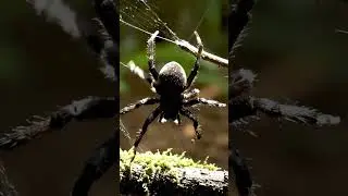 Inside a Giant Spider Web | Nature Documentary (4K)