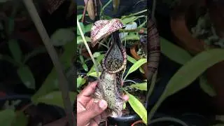3 Different Clones of Nepenthes rafflesiana ❤️✌️ #nepenthes #carnivorousplants