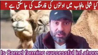Camel farming in punjab| Benefits of camel farming business| Camel farming vs cow farming 