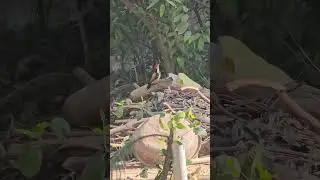 woodpecker 😍 #nature #bird #birdie #birdslover #birdwatching #birdsounds #birdphotography #birdsong
