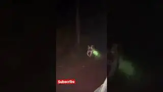 Tiger 🐅 walks towards car in mid night | Kerala Tiger Spotted in highway | #shorts #keralawildlife