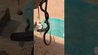 #facebookgoogle #snake #rinket snake #non poison snake