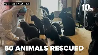 Dozens of animals rescued from home connected to woman's death