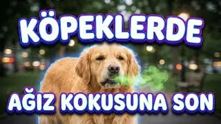 K&ouml;peğinizin Ağız Kokusunu Bitiren 3 Doğal Besin 🌿 (Anında Ferah Nefes!)