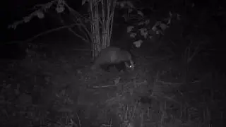 Hunting camera: a badger near its hole. Фотоловушка HC300A. Барсук у норы.